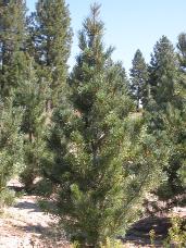 Vanderwolf Pine